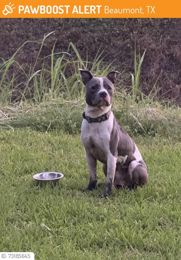 Surrendered Male Dog last seen near the canal, Beaumont, TX 77707