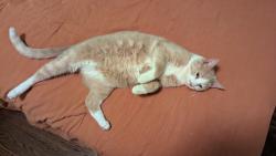 Reunited Male Cat last seen Foster and Western, Chicago, IL 60625