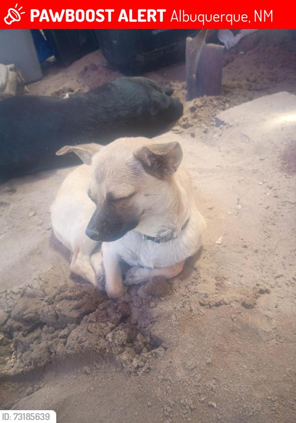 Lost Female Dog last seen Barcelona pl and blake, Albuquerque, NM 87121