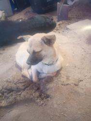 Lost Female Dog last seen Barcelona pl and blake, Albuquerque, NM 87121