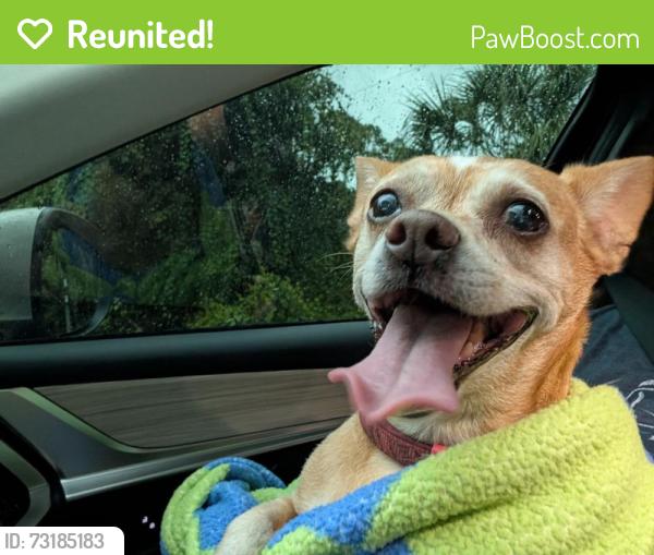 Reunited Female Dog last seen Tropicare & Reistertown, North Port, FL 34286