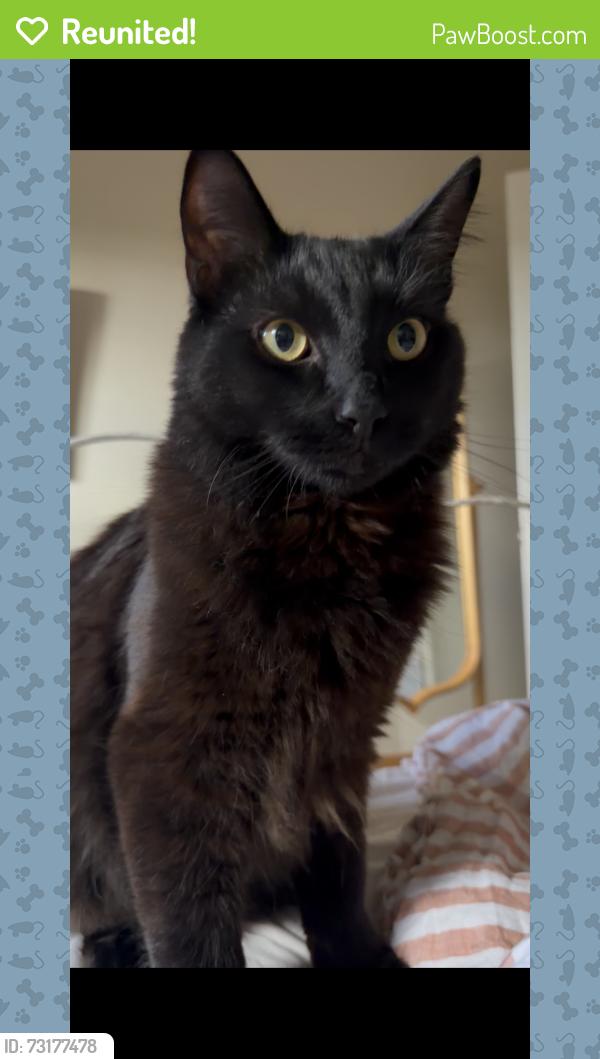 Reunited Male Cat last seen Venice Blvd and Inglewood Blvd, Los Angeles, CA 90066