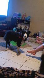 Lost Female Dog last seen Solano/missouri, Las Cruces, NM 88001