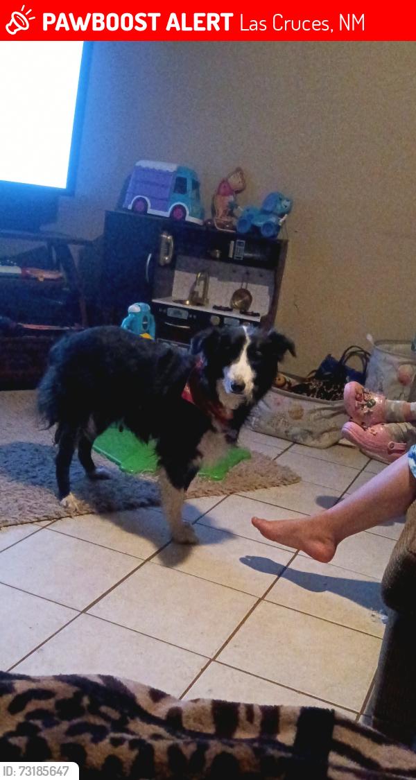 Lost Female Dog last seen Solano/missouri, Las Cruces, NM 88001