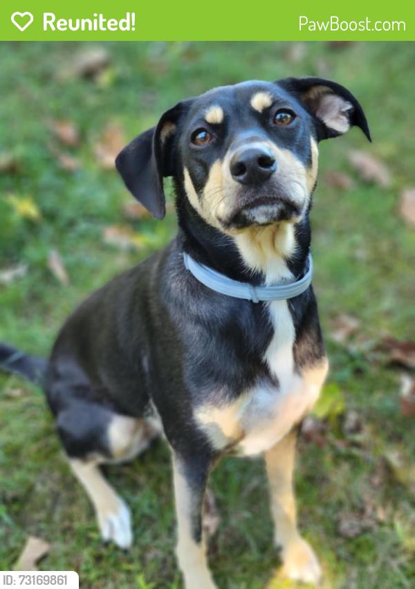 Reunited Female Dog last seen Howenstine Dr SE, Ohio 44626, USA, Stark County, OH 44626