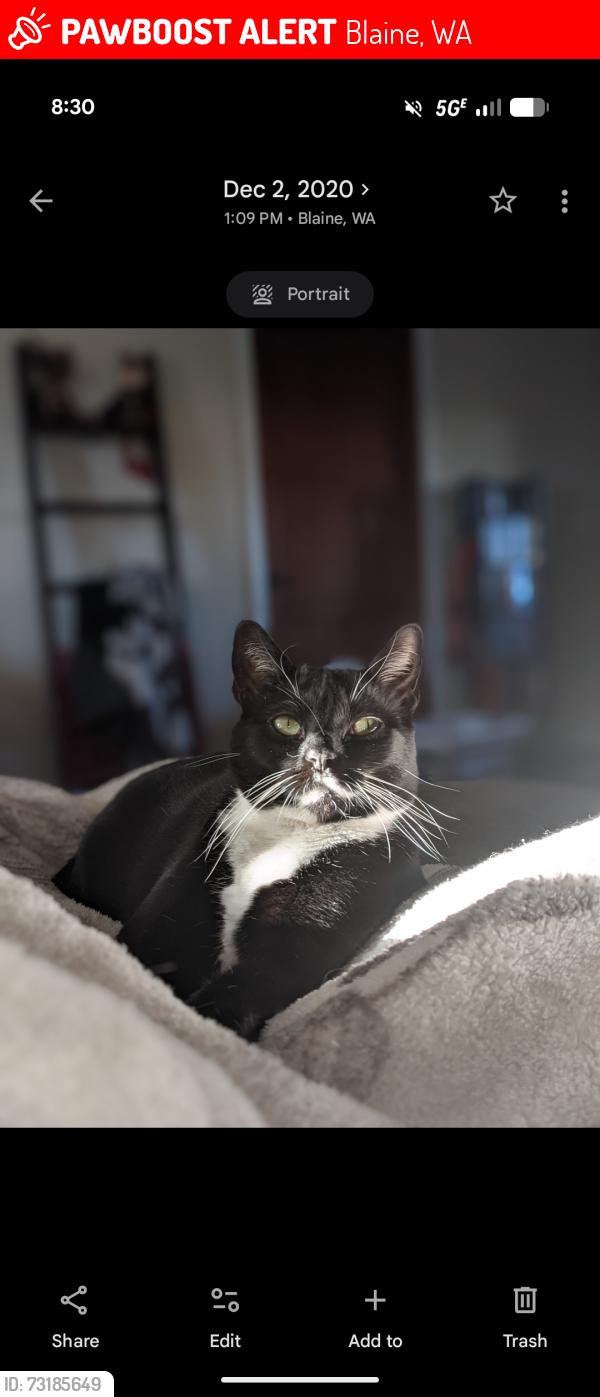Lost Female Cat last seen 6th street, H street, Blaine, WA 98230