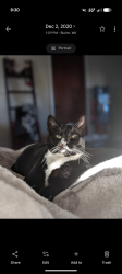 Lost Female Cat last seen 6th street, H street, Blaine, WA 98230