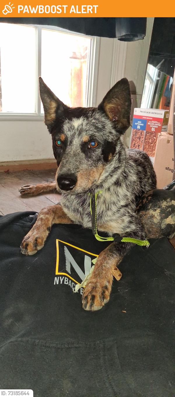 Found/Stray Male Dog last seen Kagel Canyon Rd and Dexter Park Rd, Los Angeles County, CA 91342