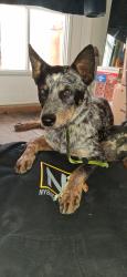 Found/Stray Male Dog last seen Kagel Canyon Rd and Dexter Park Rd, Los Angeles County, CA 91342