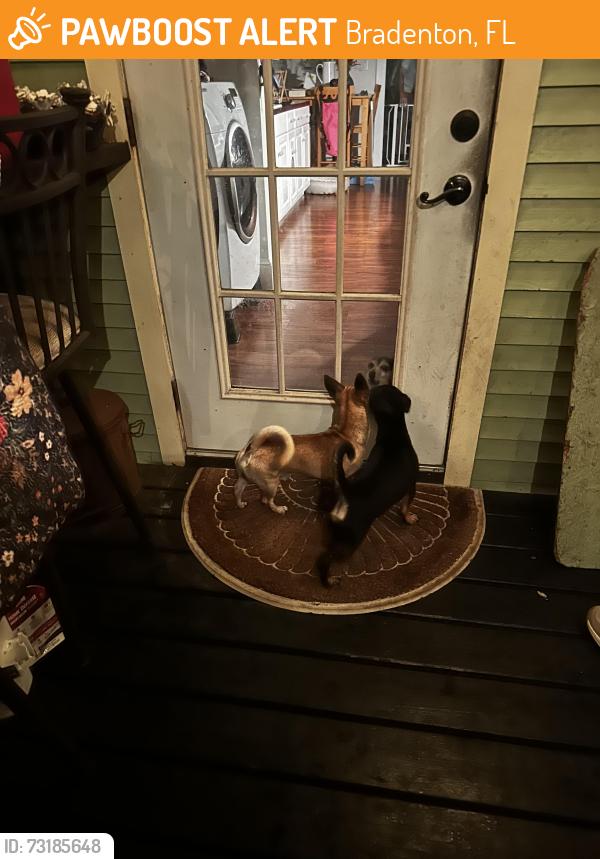 Found/Stray Male Dog last seen 26th street w and 16th Ave w, Bradenton, FL 34205