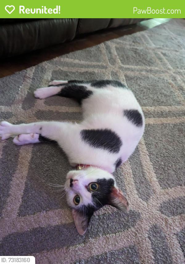 Reunited Male Cat last seen Connector Dr, Tallahassee, FL 32303
