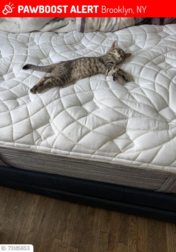 Lost Unknown Cat last seen Sutter and Miller Ave, Brooklyn, NY 11207