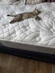 Lost Unknown Cat last seen Sutter and Miller Ave, Brooklyn, NY 11207