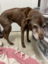 Reunited Female Dog last seen Light Lavendar collar. No tag, Casselberry, FL 32707