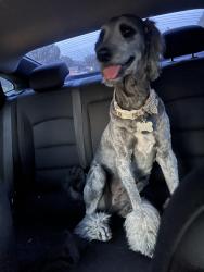 Found/Stray Female Dog last seen Paramount park, Amarillo, TX 79109