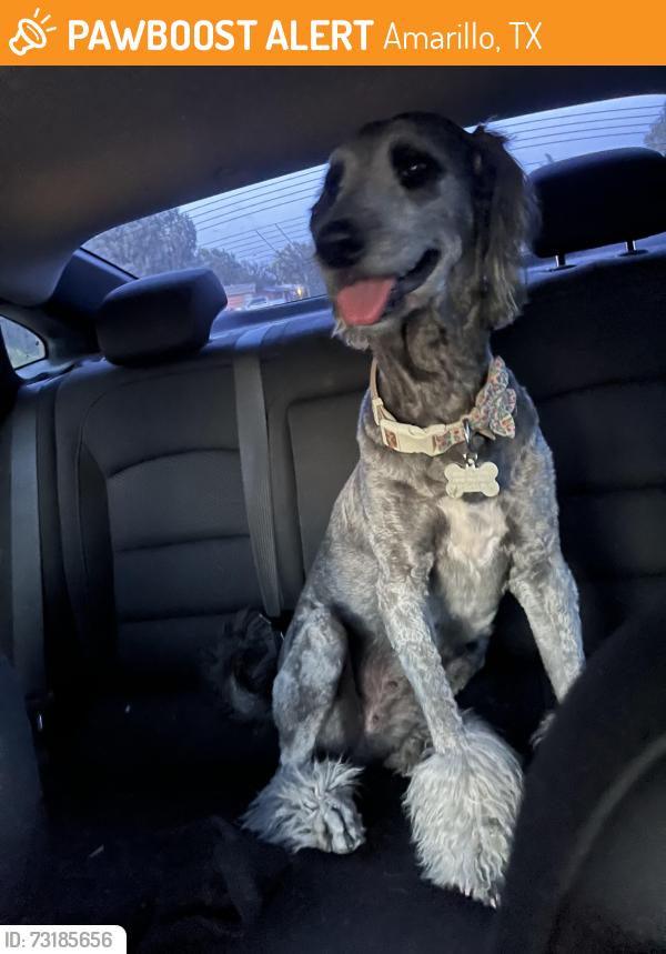 Found/Stray Female Dog last seen Paramount park, Amarillo, TX 79109