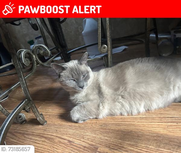 Lost Female Cat last seen Near Telegraph Rd, Redford, MI 48239, Redford Township, MI 48239