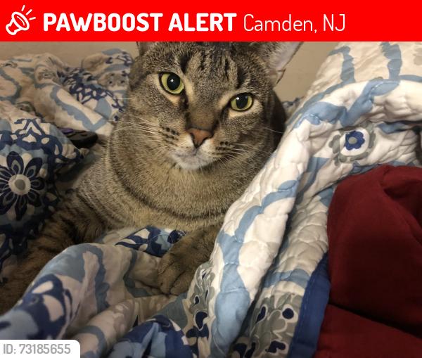 Lost Male Cat last seen Farham park, Camden, NJ 08103