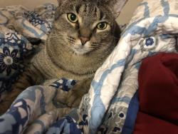 Lost Male Cat last seen Farham park, Camden, NJ 08103
