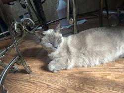 Lost Female Cat last seen Near Telegraph Rd, Redford, MI 48239, Redford Township, MI 48239