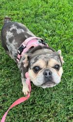 Shelter Stray Female Dog last seen Near N Hilton St, 21229, MD, 2490 Giles Rd, Baltimore, MD 21225, USA