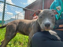 Shelter Stray Female Dog last seen Near Mayfeild Ave, 21213, MD, 2490 Giles Rd, Baltimore, MD 21225, USA