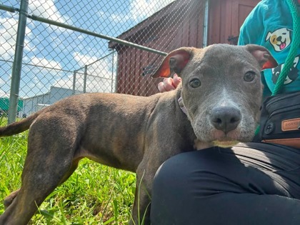 Shelter Stray Female Dog last seen Near Mayfeild Ave, 21213, MD, 2490 Giles Rd, Baltimore, MD 21225, USA