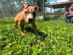 Shelter Stray Male Dog last seen Near Mayfeild Ave, 21213, MD, 2490 Giles Rd, Baltimore, MD 21225, USA