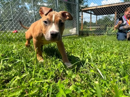 Shelter Stray Male Dog last seen Near Mayfeild Ave, 21213, MD, 2490 Giles Rd, Baltimore, MD 21225, USA