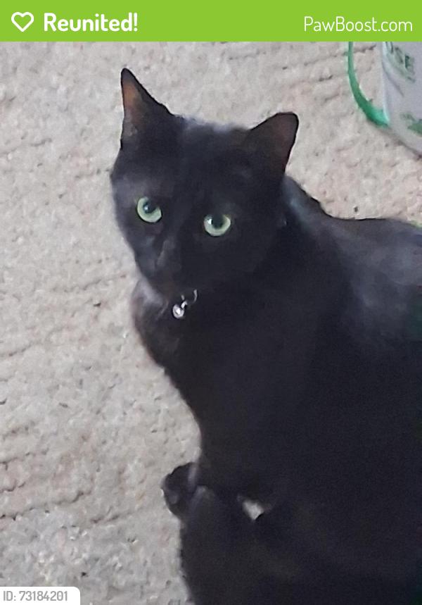 Reunited Male Cat last seen Seneca Street, Buffalo, NY 14210