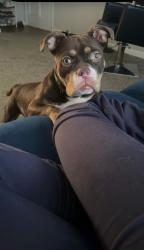Reunited Female Dog last seen University garden apmts, Athens, GA 30606