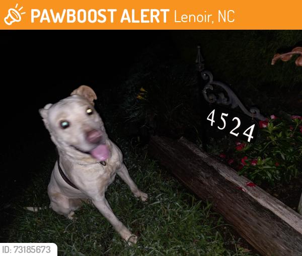 Found/Stray Male Dog last seen Oak hill school, Lenoir, NC 28645