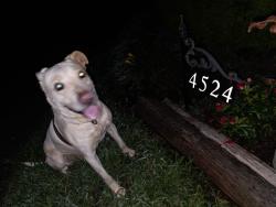 Found/Stray Male Dog last seen Oak hill school, Lenoir, NC 28645