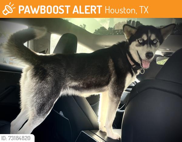 Found/Stray Female Dog last seen Arnim St. Houston TX, Houston, TX 77087