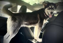 Found/Stray Female Dog last seen Arnim St. Houston TX, Houston, TX 77087