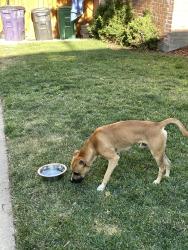 Found/Stray Male Dog last seen 17th and Detroit St, Denver, CO 80206