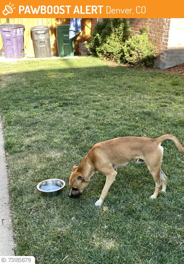Found/Stray Male Dog last seen 17th and Detroit St, Denver, CO 80206