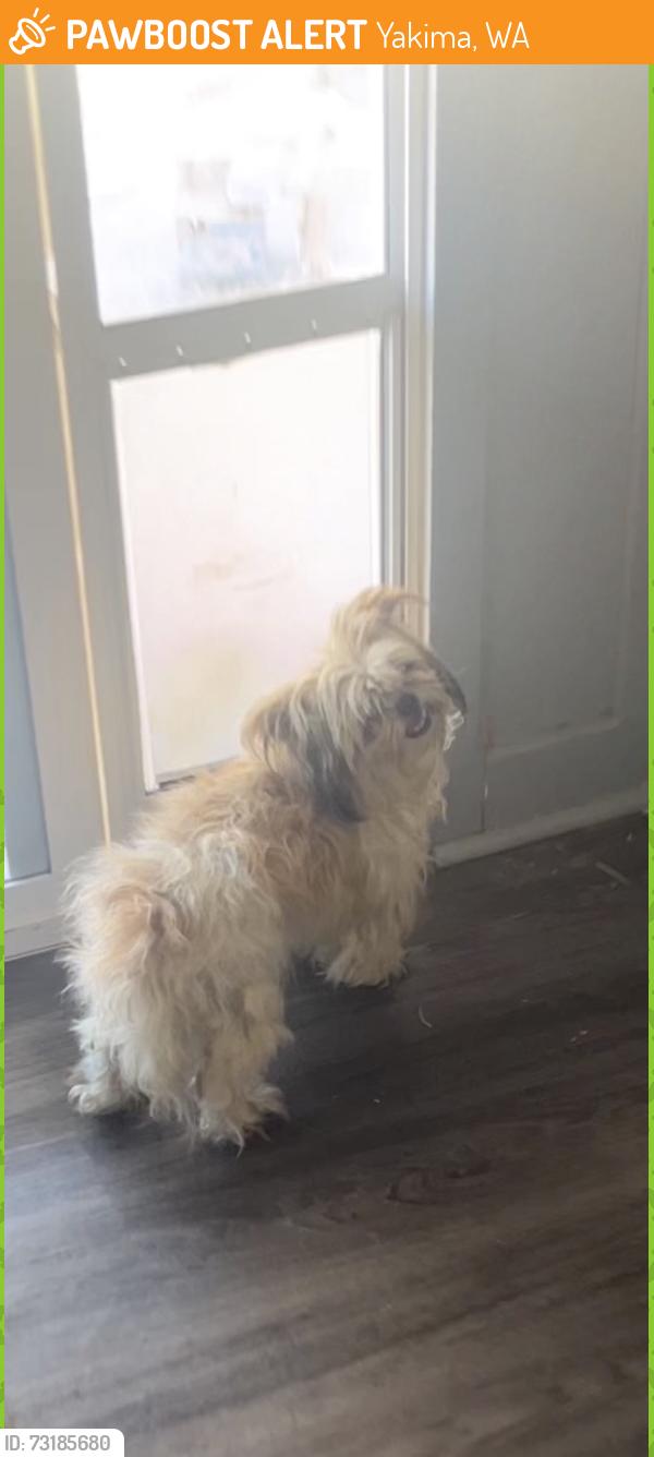 Found/Stray Female Dog last seen Near s 29th, Yakima, WA 98902
