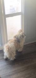 Found/Stray Female Dog last seen Near s 29th, Yakima, WA 98902