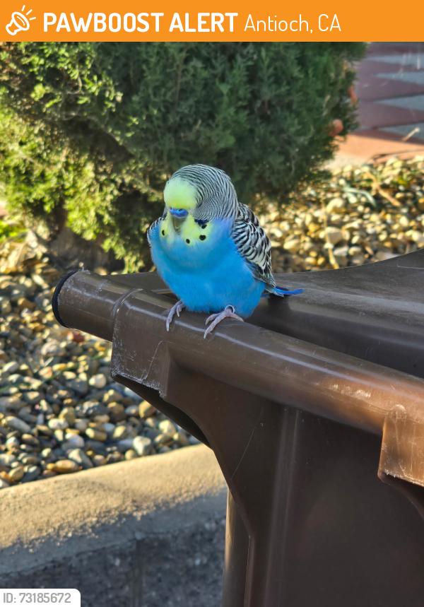 Found/Stray Unknown Bird last seen Near Ridgeline drive, Antioch, CA 94531