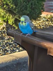 Found/Stray Unknown Bird last seen Near Ridgeline drive, Antioch, CA 94531