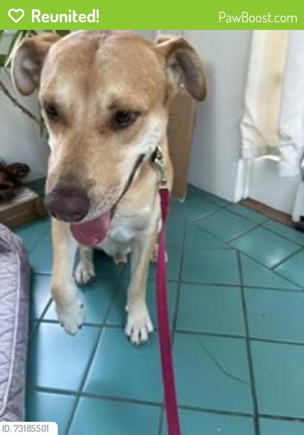 Reunited Unknown Dog last seen Abbot Kinney & Crestmoore, Los Angeles, CA 90291