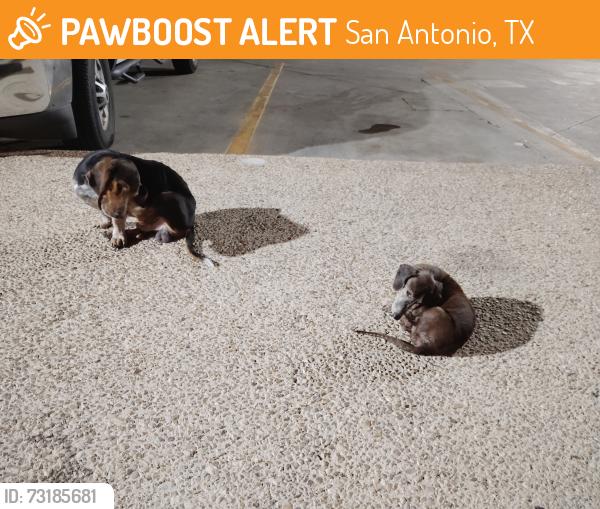 Found/Stray Male Dog last seen Steeves and Roosevelt, San Antonio, TX 78210