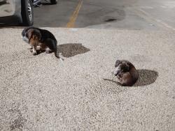 Found/Stray Male Dog last seen Steeves and Roosevelt, San Antonio, TX 78210