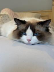 Found/Stray Male Cat last seen 35th street, Hermosa Beach, CA 90266