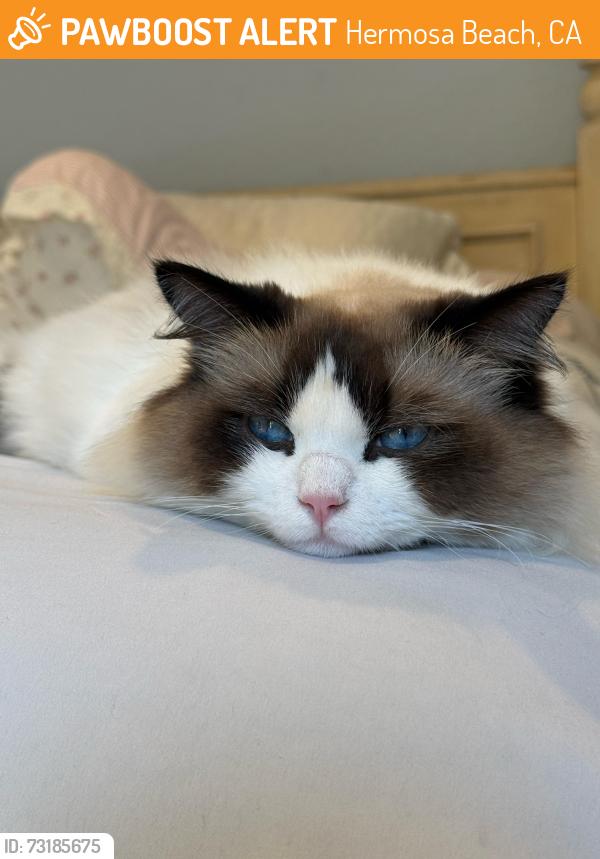Found/Stray Male Cat last seen 35th street, Hermosa Beach, CA 90266
