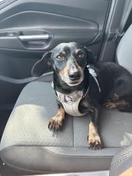 Reunited Male Dog last seen Phyllis and Charlotte, San Antonio, TX 78225