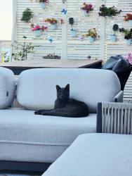 Reunited Male Cat last seen Mooney, Granite Bay, CA 95746
