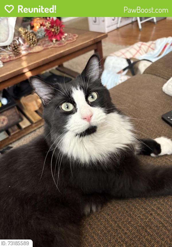 Reunited Male Cat last seen Near Nature Park Dr, North Las Vegas, NV 89084, USA, North Las Vegas, NV 89084
