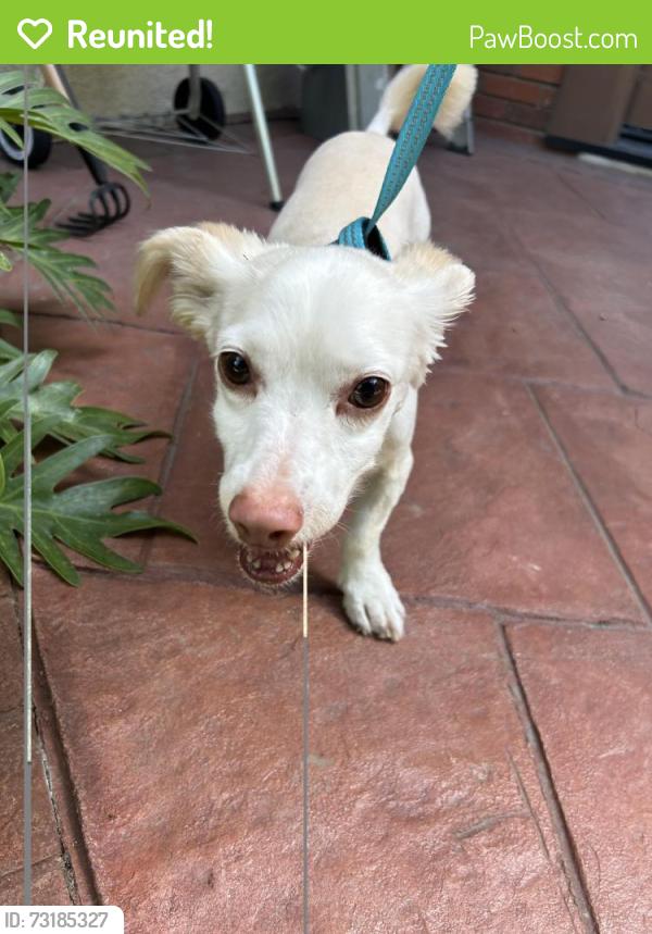 Reunited Unknown Dog last seen Oakmont View Drive, Glendale, CA 91208